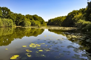 IMG_1603 Carp Fishing Oakwood Fisheries France